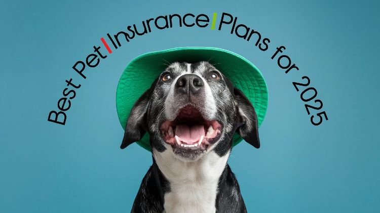 Comparing Costs of Pet Insurance