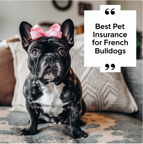 Best Pet Insurance For French Bulldogs: Get Completely Guidance